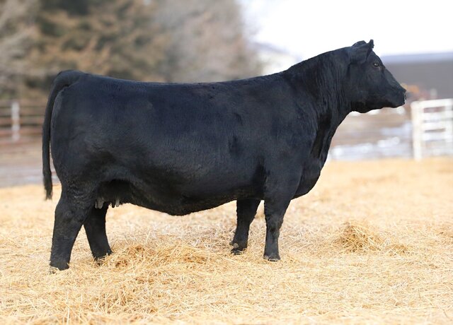 B&B Blkbd Progress 1032